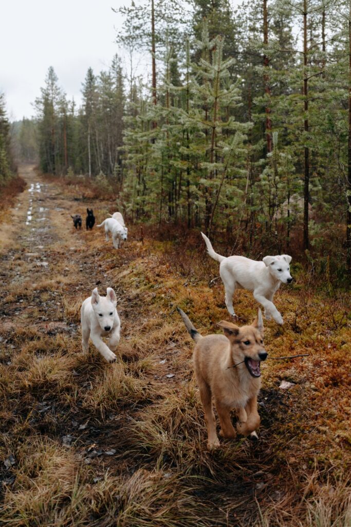 Why We Walk the Puppies: Building the Foundation for a Sled Dog’s Life