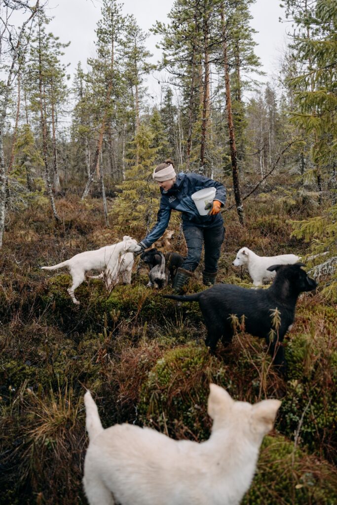 Why We Walk the Puppies: Building the Foundation for a Sled Dog’s Life