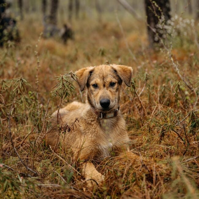Why We Walk the Puppies: Building the Foundation for a Sled Dog’s Life