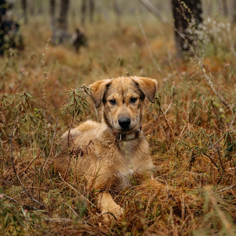 Why We Walk the Puppies: Building the Foundation for a Sled Dog’s Life