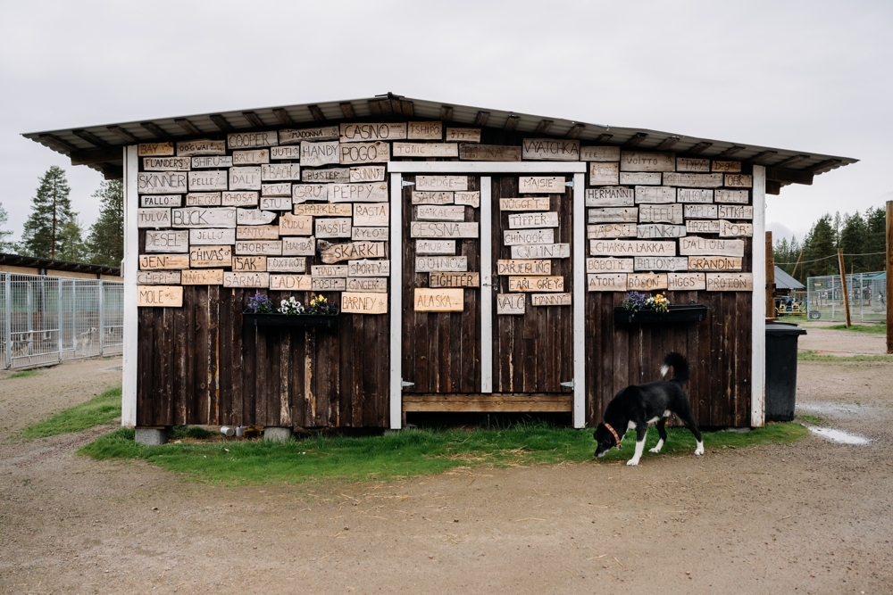 Why We’re a No-Kill Kennel: Bearhill’s Approach to Euthanasia and End-of-Life Care