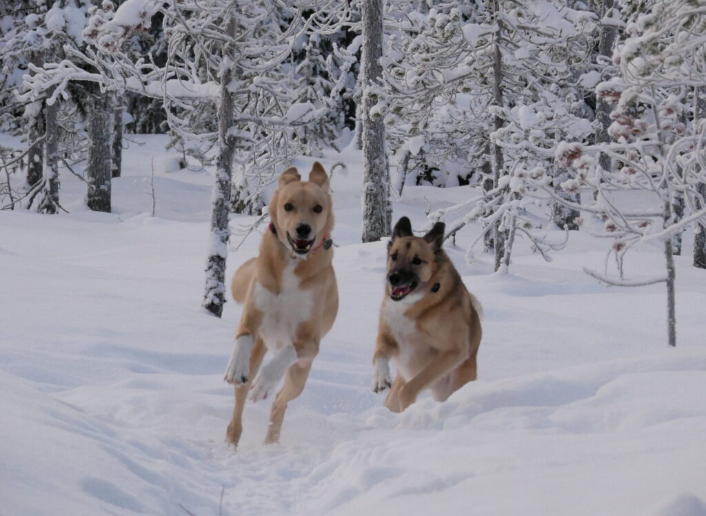 Project RePaw: Different paths towards retirement - Buck & Tulva