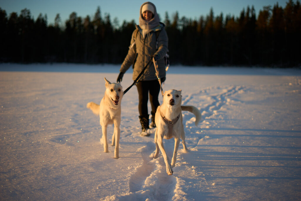 Project RePaw: From Sled to Sofa - Boson’s New Chapter Begins Project RePaw: From Sled to Sofa - Boson’s New Chapter Begins
