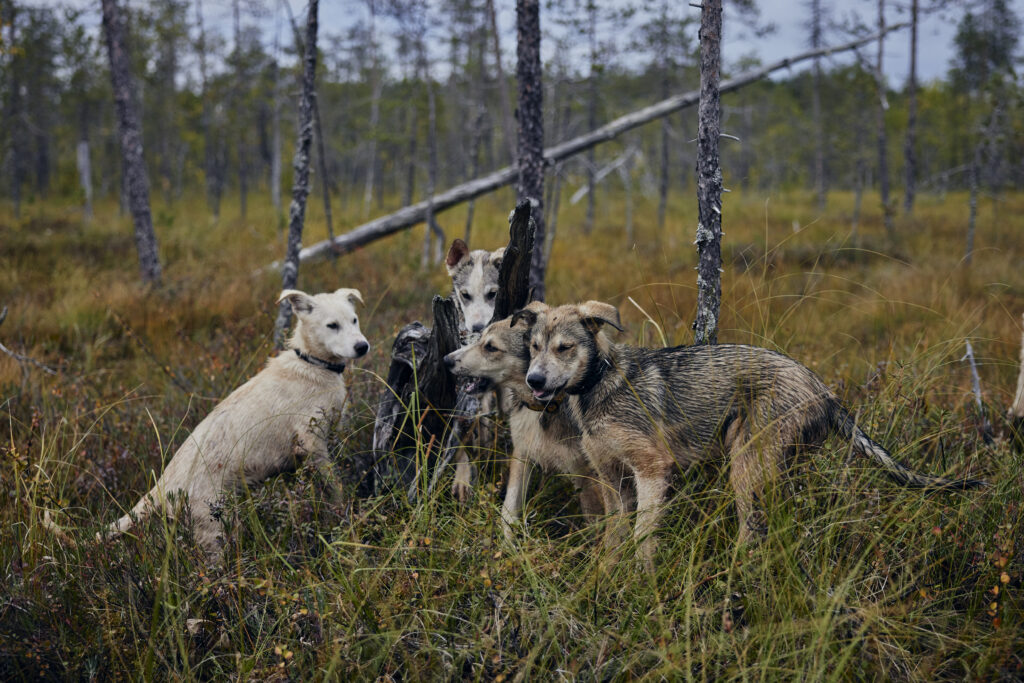 Damned If You Do, Damned If You Don’t: The Catch-22 of Improving Dog Care