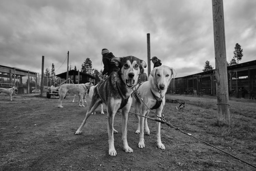 Staying Connected: Why Sled Dog Symposiums Matter to Bearhill Husky