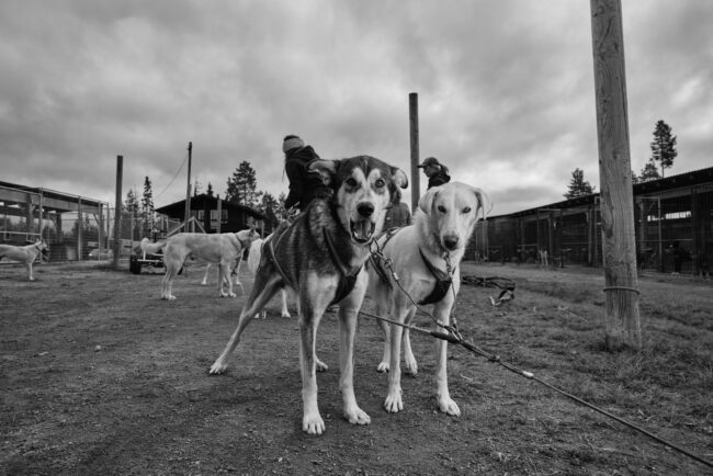 Staying Connected: Why Sled Dog Symposiums Matter to Bearhill Husky Staying Connected: Why Sled Dog Symposiums Matter to Bearhill Husky