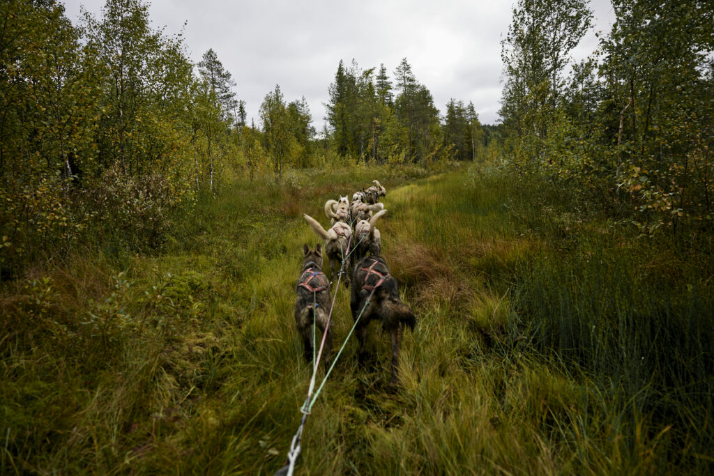 Polarised Sled Dog Training: Building Strength and Endurance at Bearhill