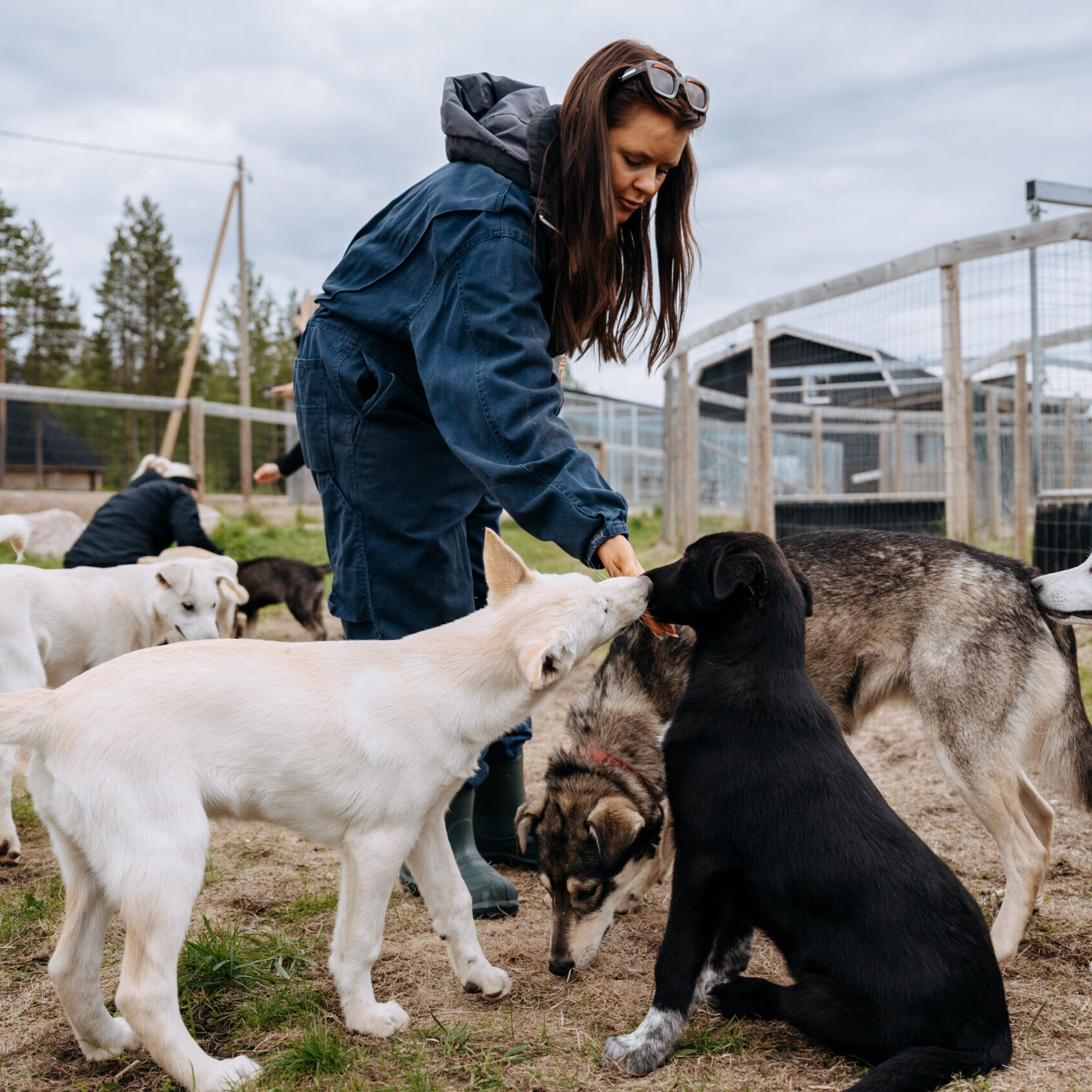 Bearhill Husky Annual Open Day - 6th September 2025