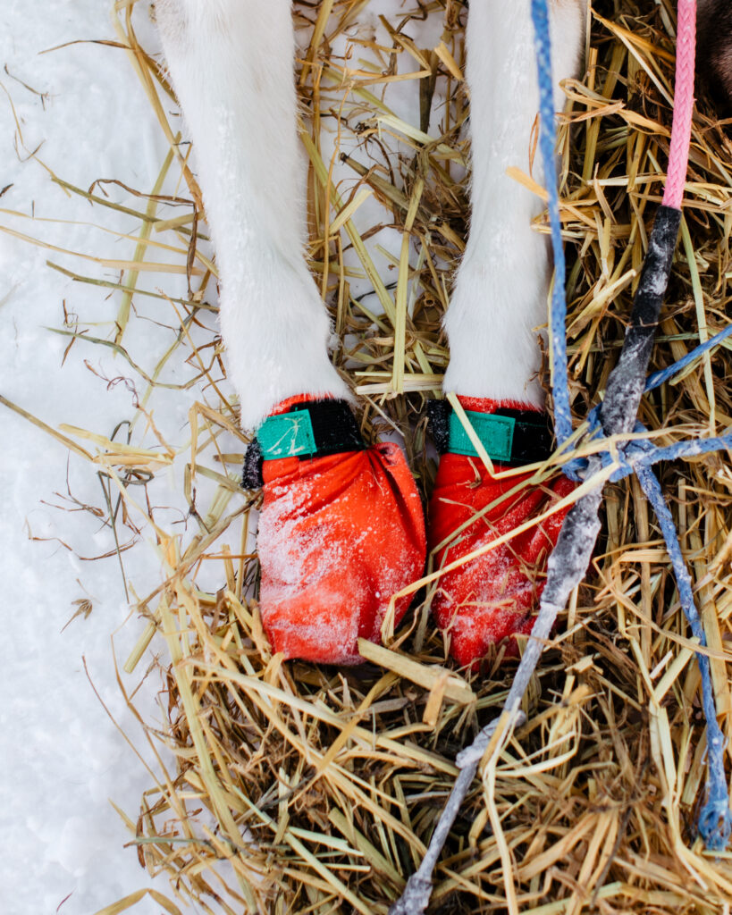 Why Sled Dogs Wear Booties