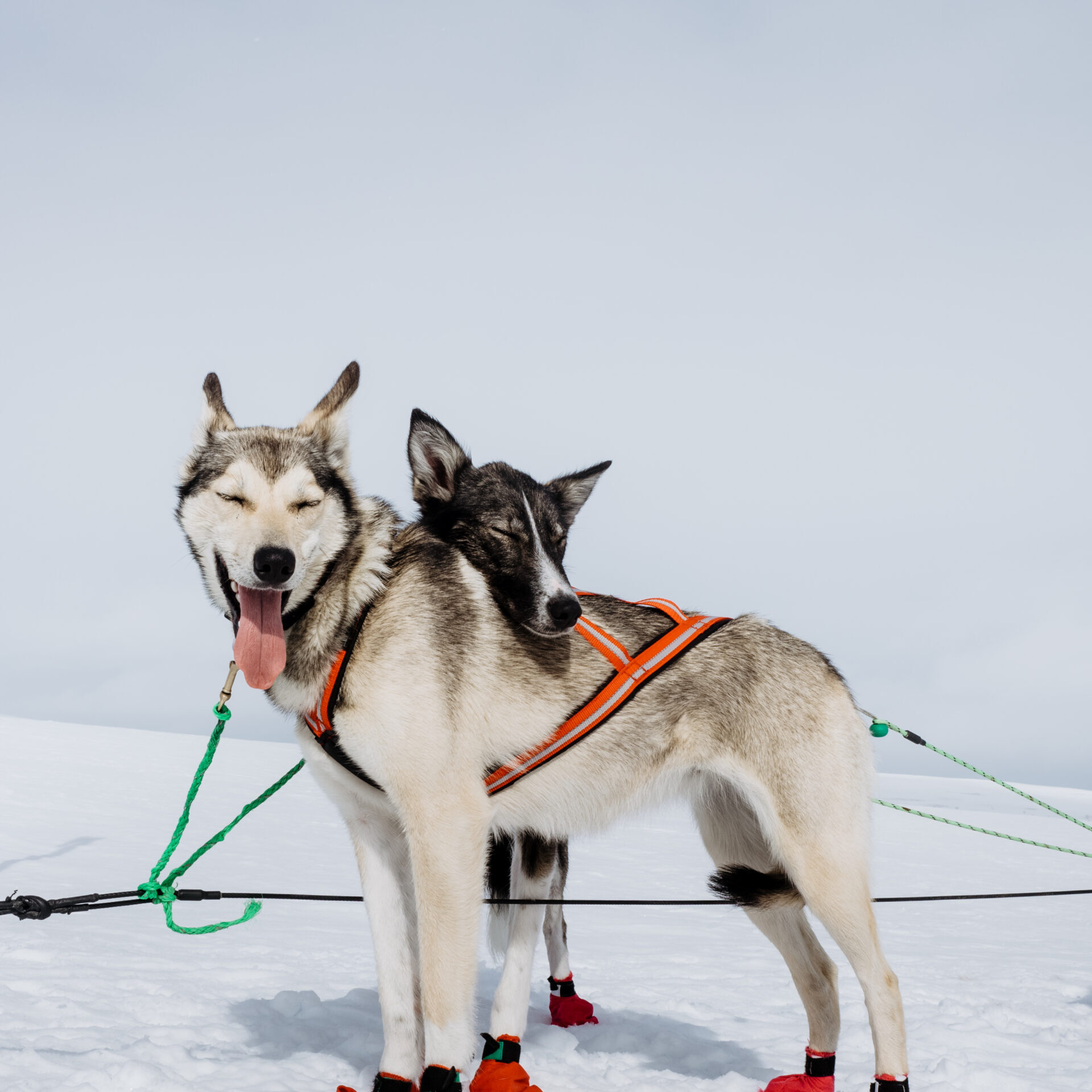 Why Sled Dogs Wear Booties