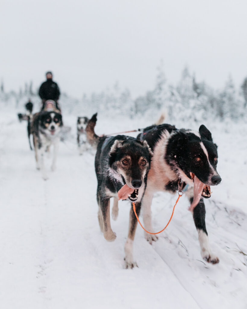 Mango - pictured on the right hand side