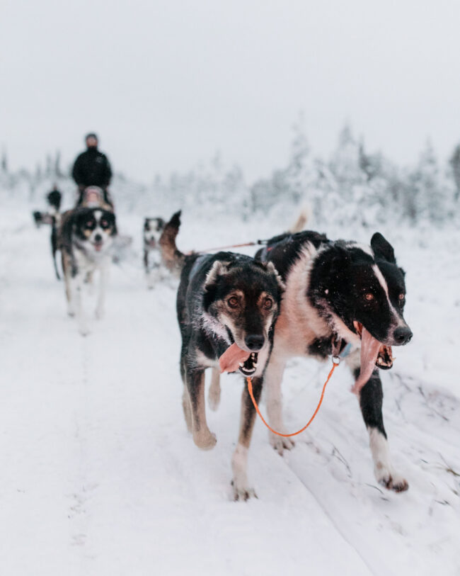 Mango – pictured on the right hand side Mango - pictured on the right hand side