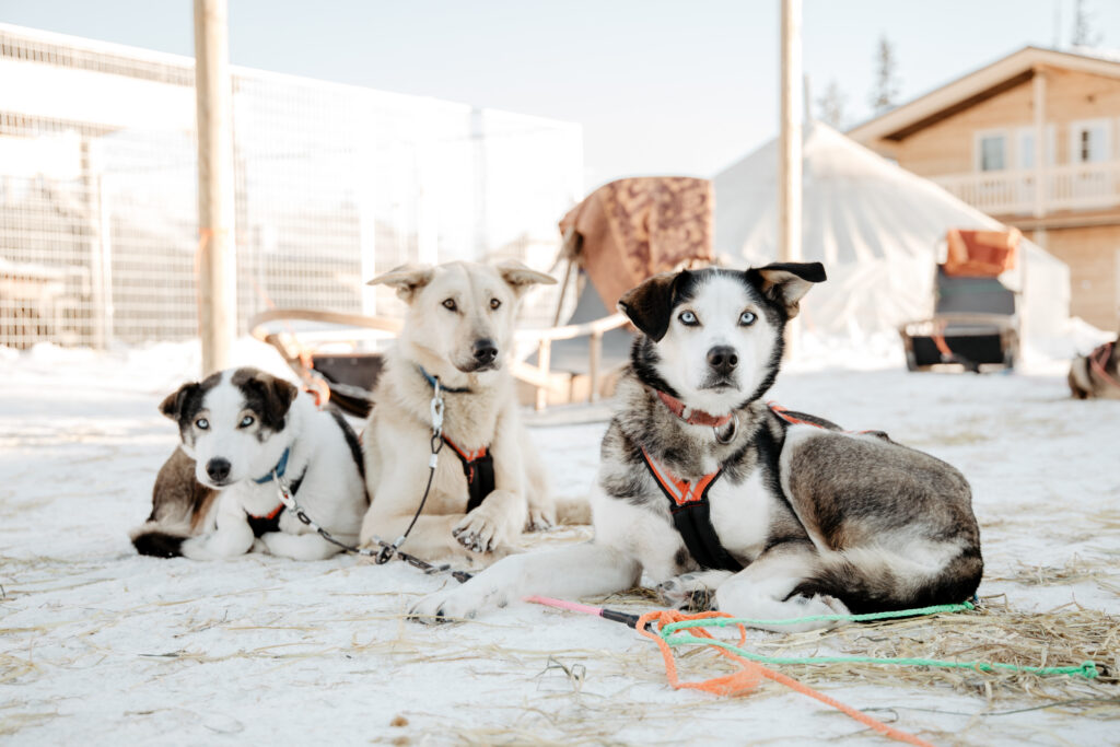 Happy Holidays and a Joyful New Year from Bearhill Husky