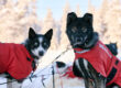 Why Sled Dogs Wear Jackets