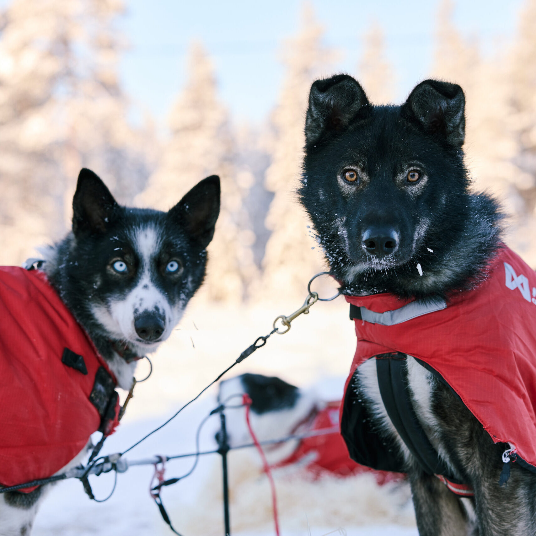 Why Sled Dogs Wear Jackets