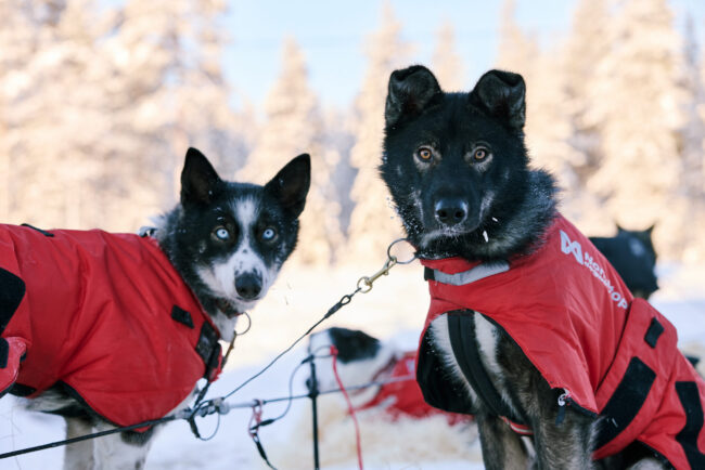 Why Sled Dogs Wear Jackets
