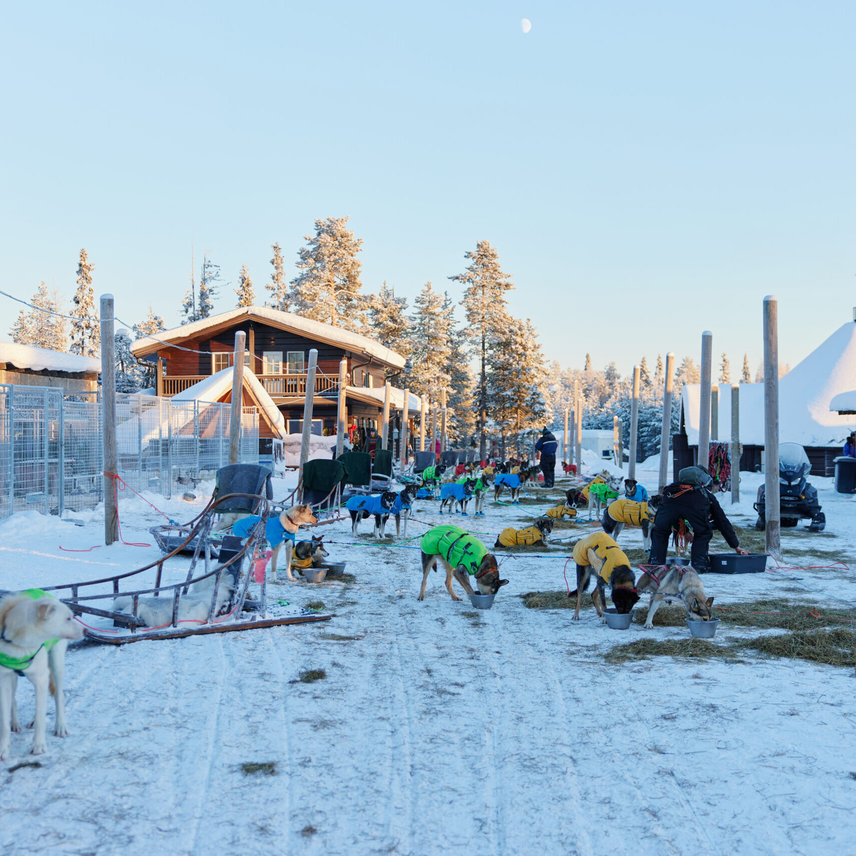 Why Sled Dogs Wear Jackets