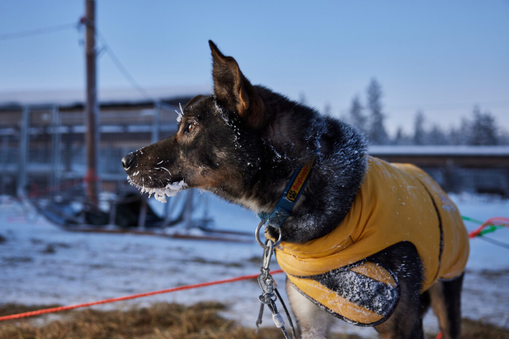 What is the best time to visit Lapland? - Winter Magic in Rovaniemi