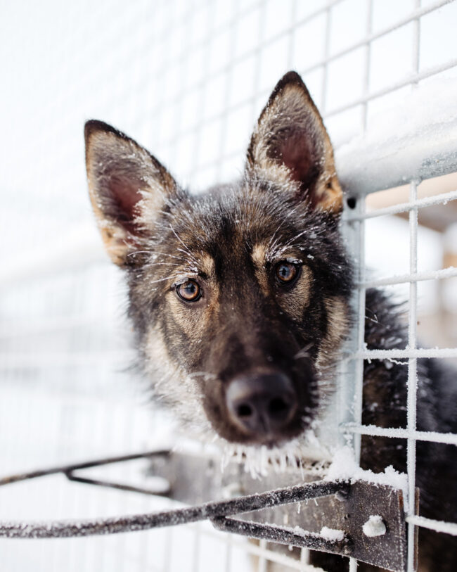 An Alaskan husky with slightly frozen fur looks directly into the camera