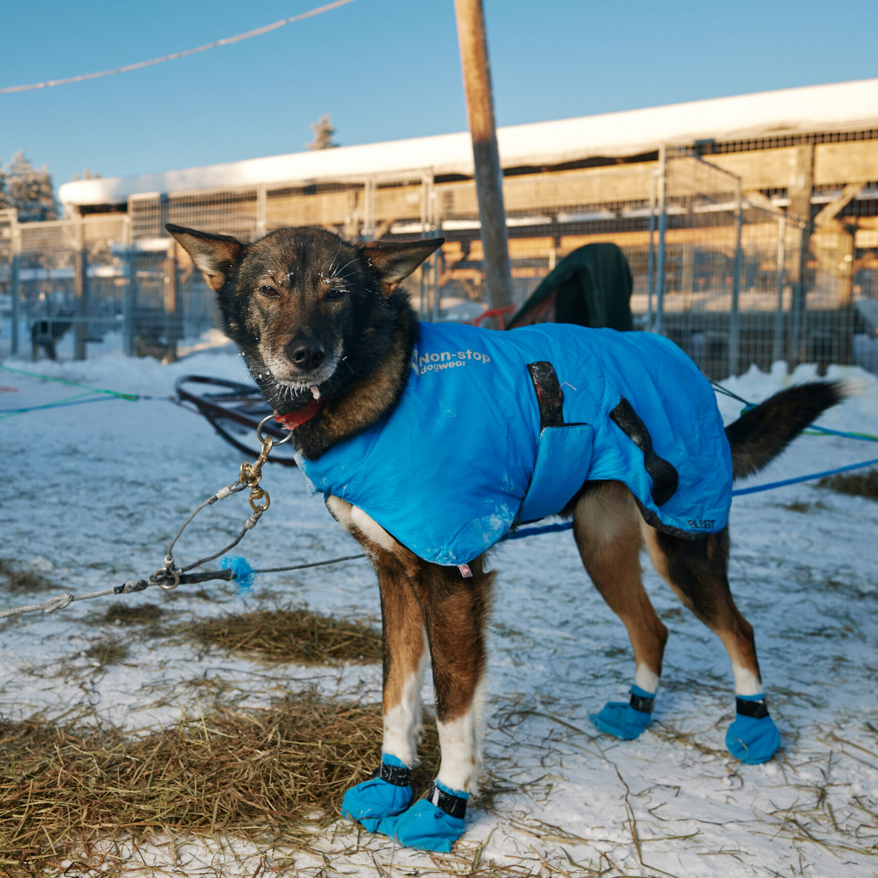 Why Sled Dogs Wear Jackets