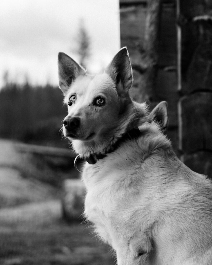 Lumi