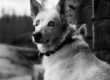 Lumi