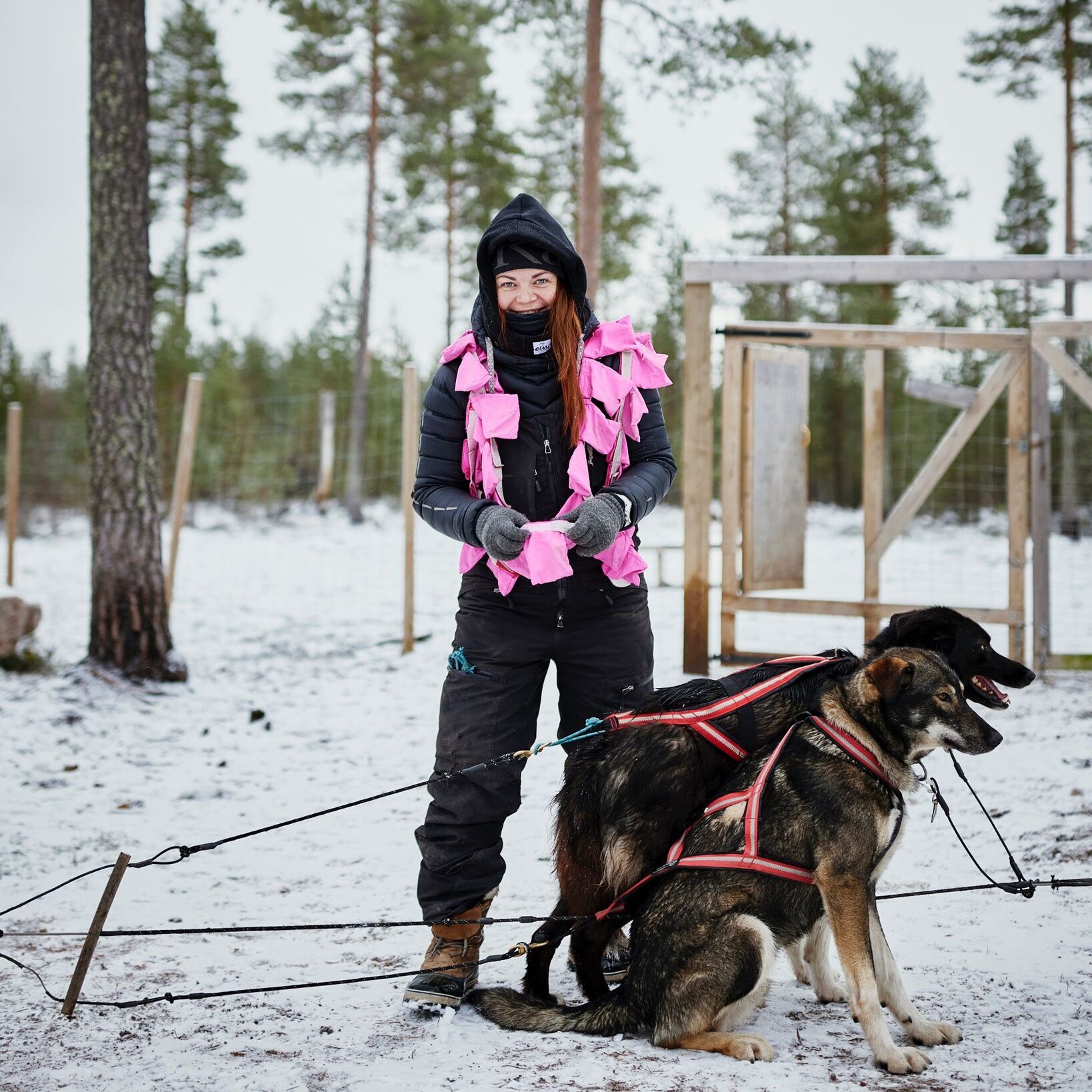 Why Sled Dogs Wear Booties