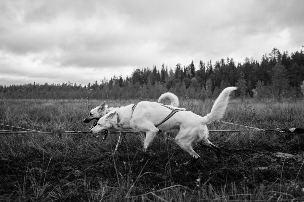 Sled Dog Endurance Training: Gradual Progress and Recovery for Peak Winter Fitness