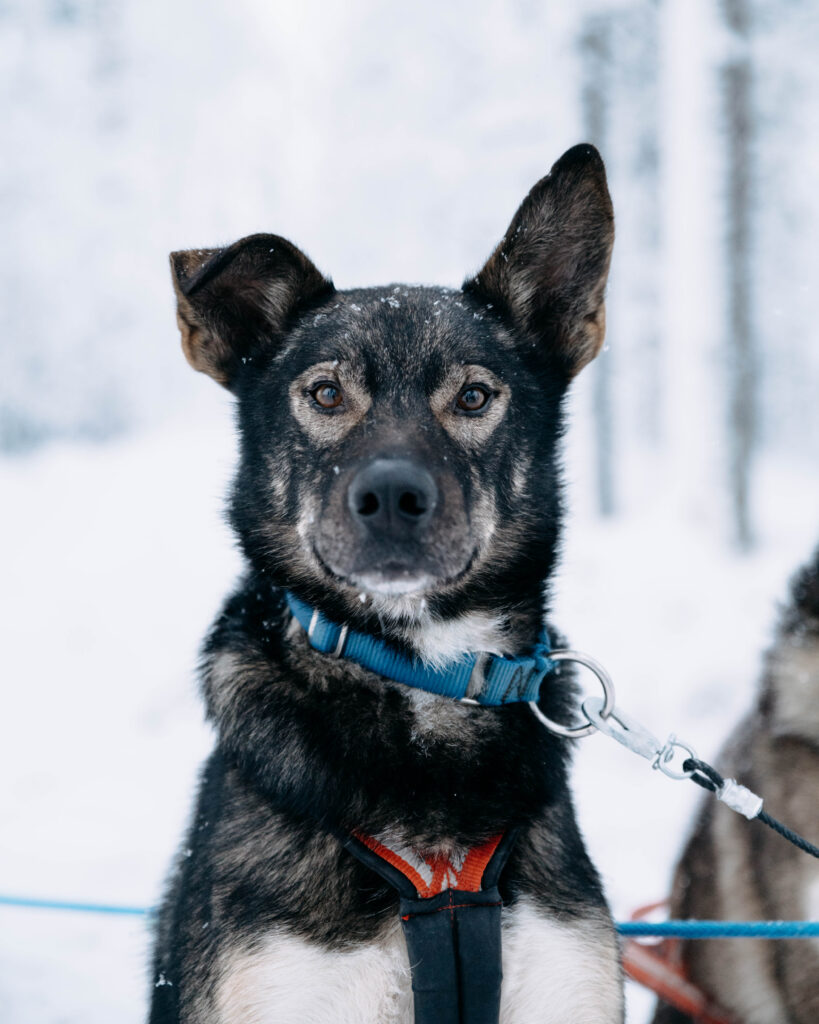 How Charlie Charmed His Way Into Finland