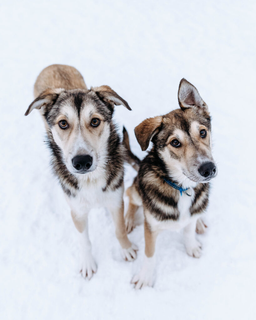 Who’s the Boss? The Alpha Theory Myth!