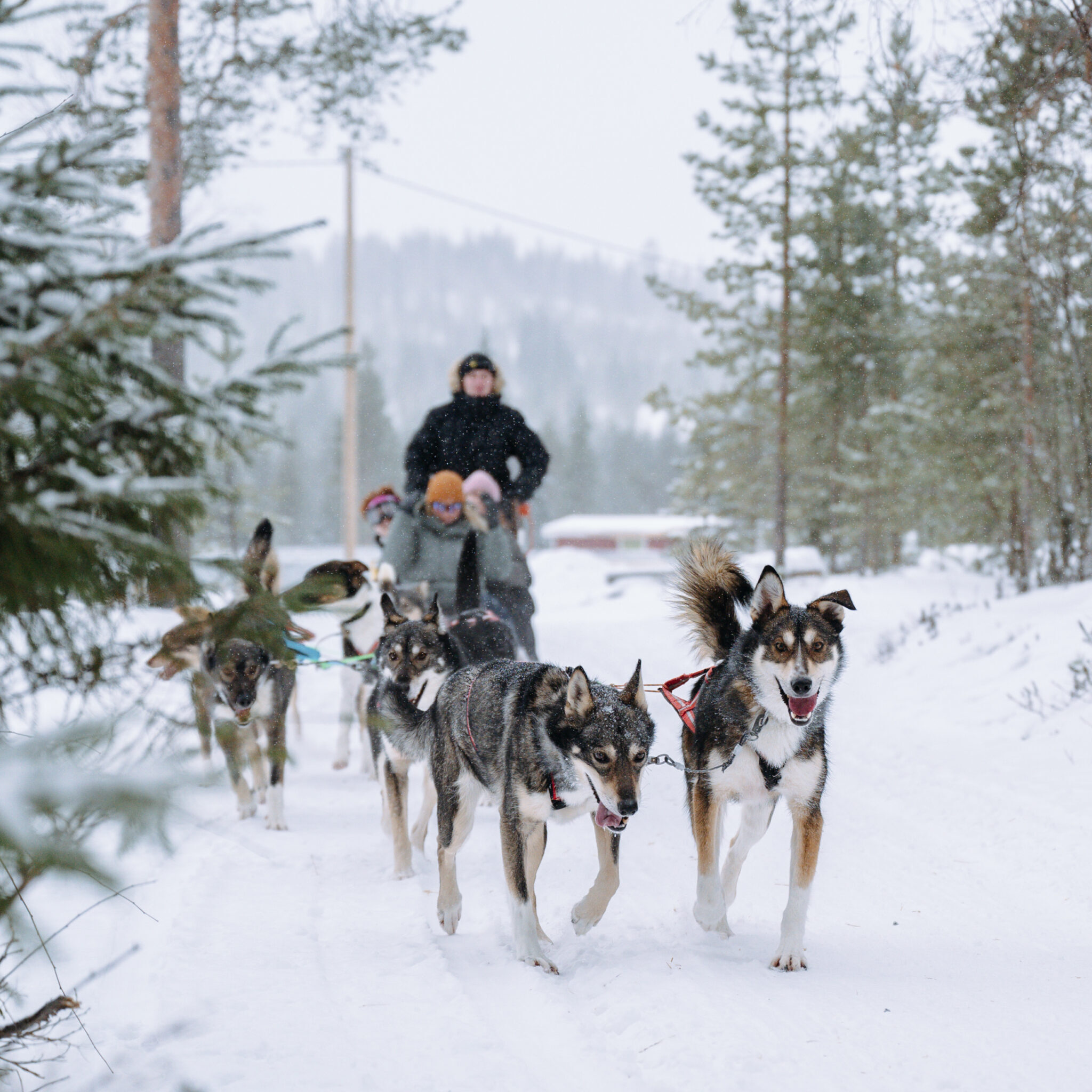 A smiling family enjoys a husky sled tour through a snowy forest in Rovaniemi, Lapland, on a Bearhill Husky adventure.