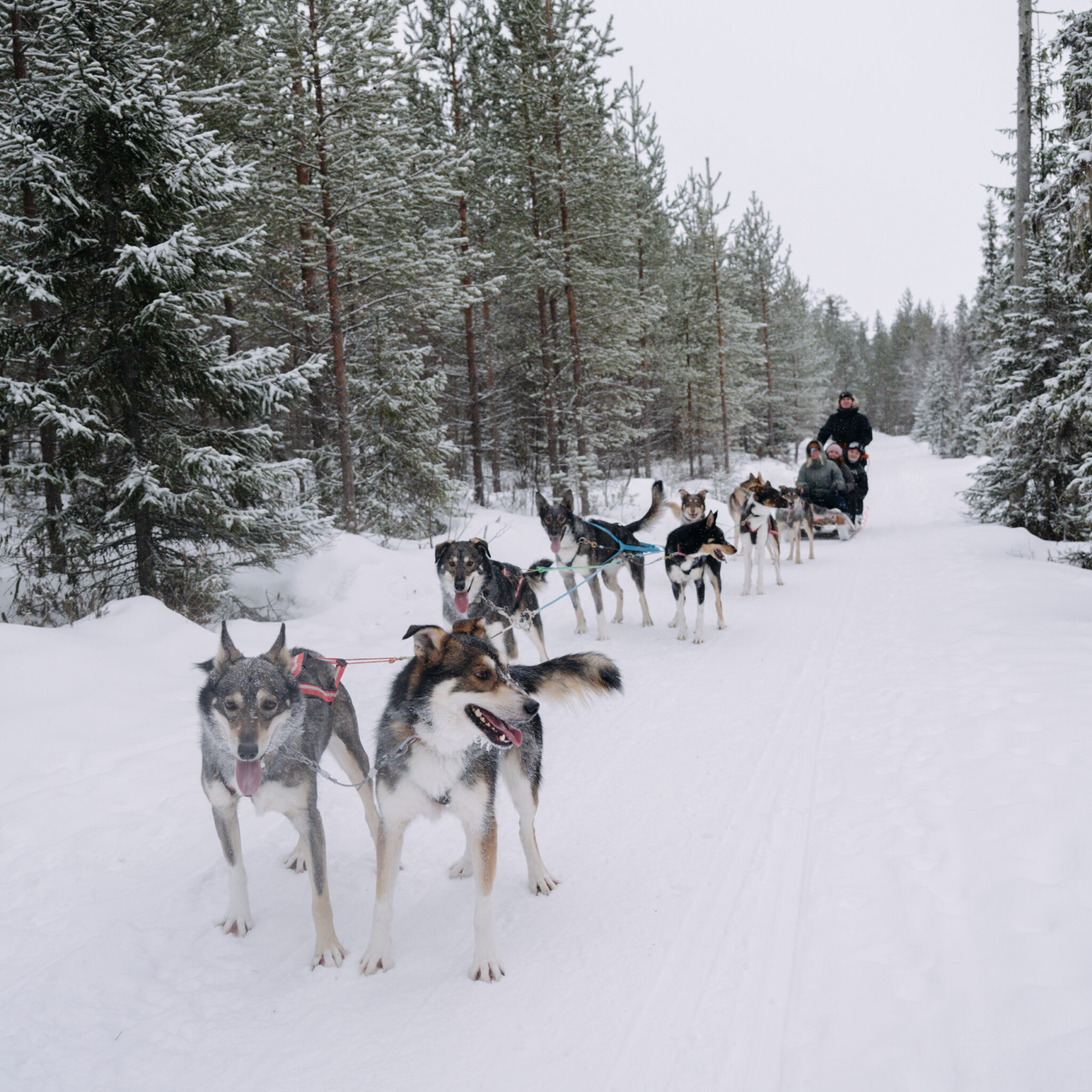 A family enjoys a husky sled tour through a snowy forest in Rovaniemi, Lapland, on a Bearhill Husky adventure.