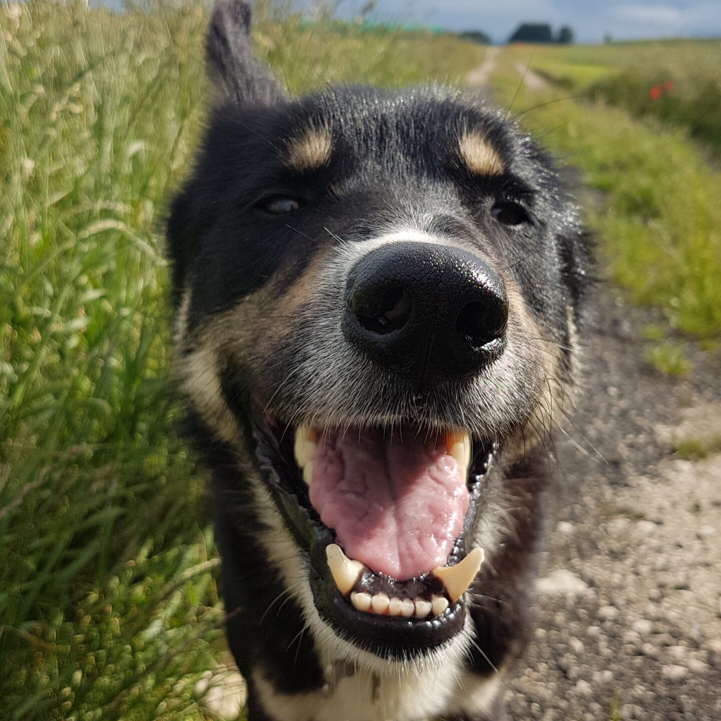 Bobby the Alaskan Husky smiling into the camera