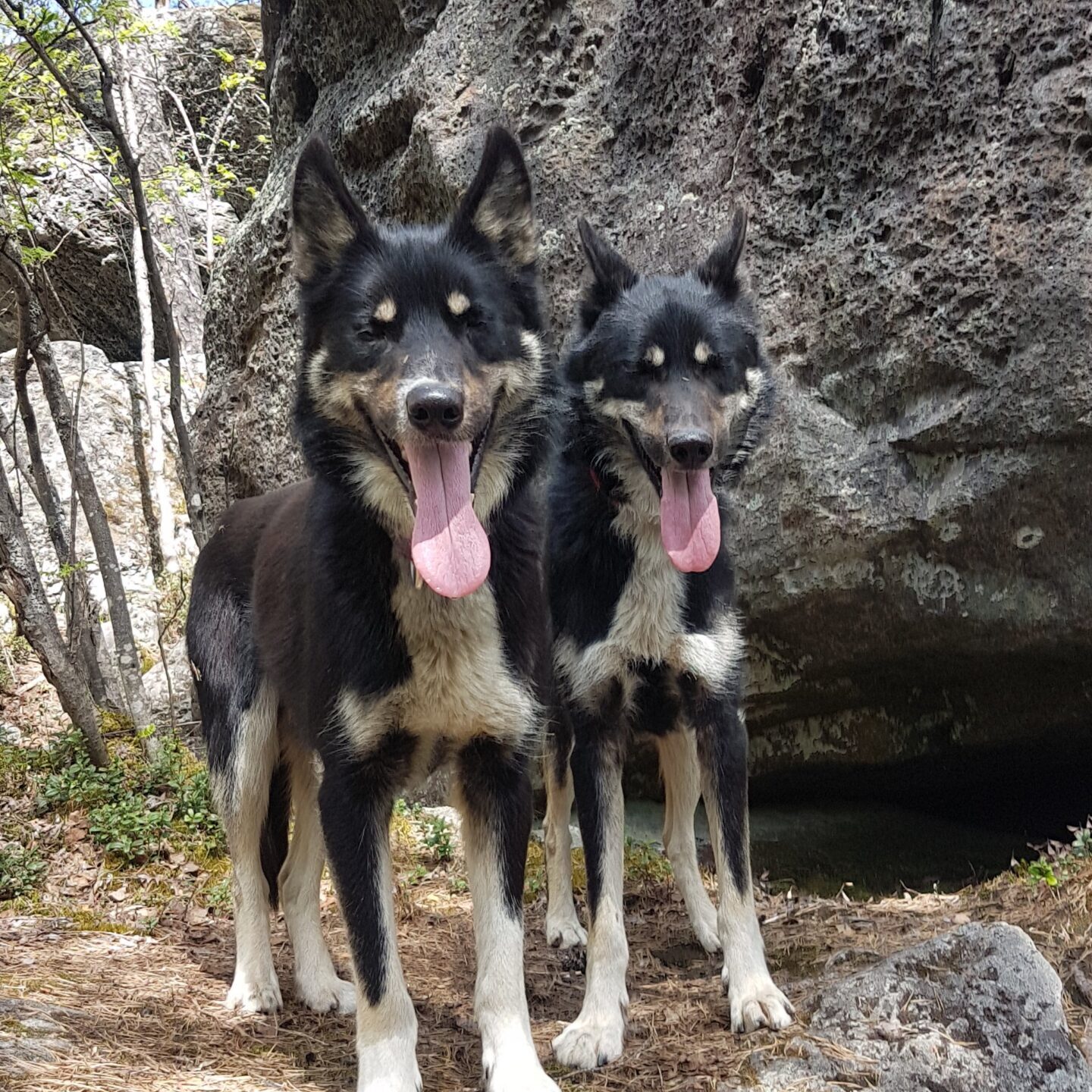 The two Alaskan Husky brothers Bobby and Quint enjoying their time in the forest