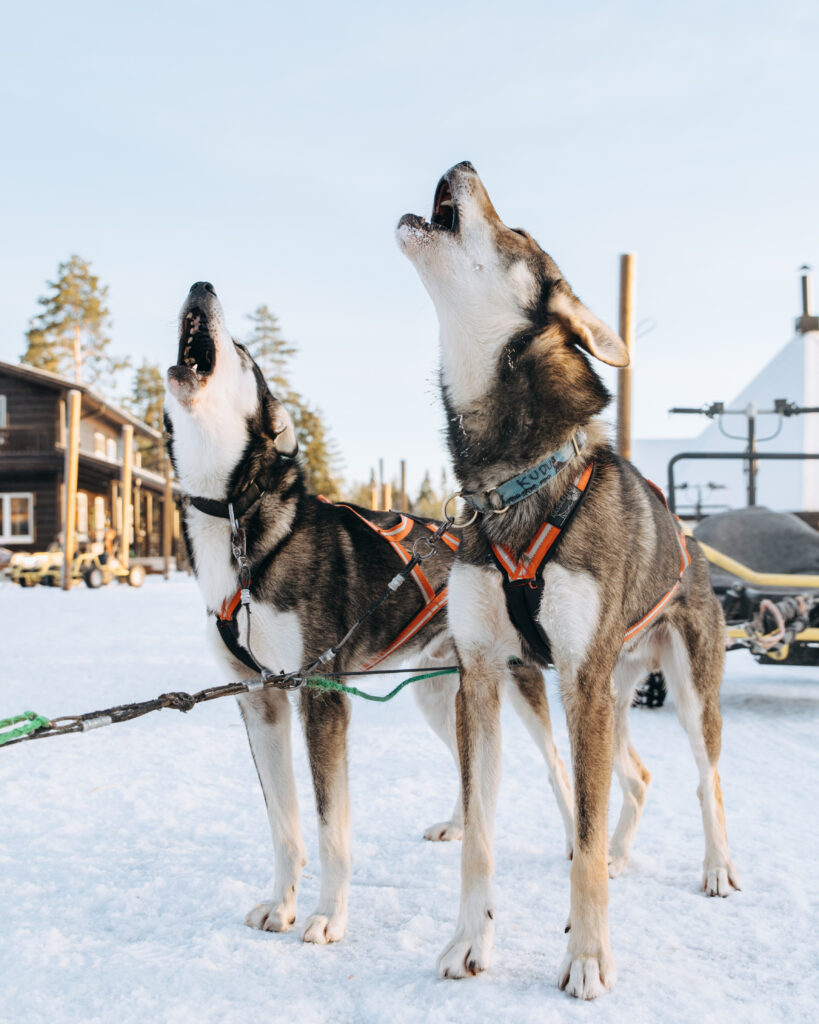 Two Alaskan Huskies howling in front of a snowy landscape