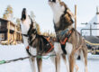 Two Alaskan Huskies howling in front of a snowy landscape