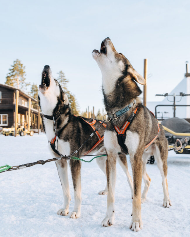 Two Alaskan Huskies howling in front of a snowy landscape
