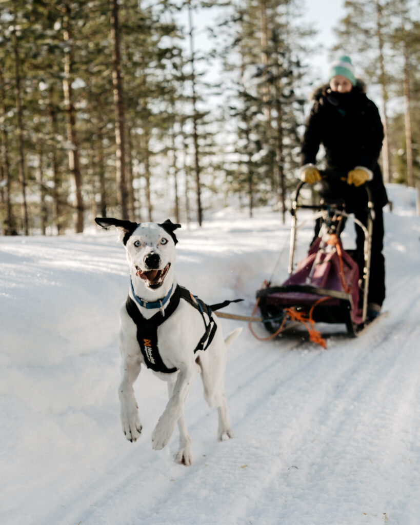 Betty and Luppis enjoying recreational mushing