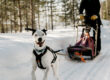 Betty and Luppis enjoying recreational mushing