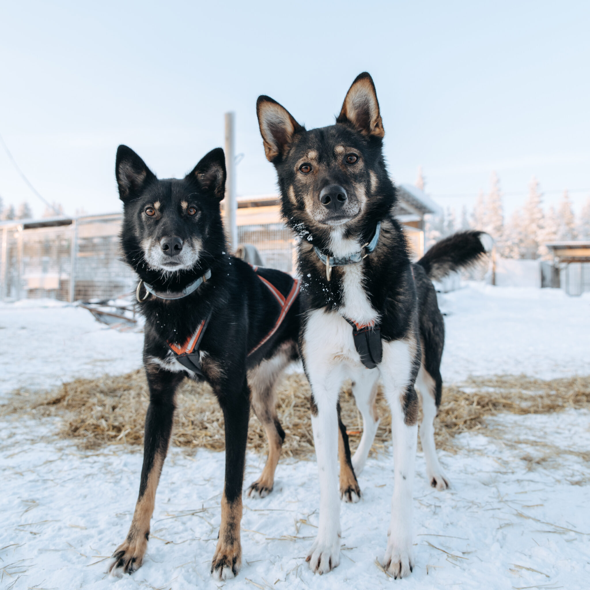 Mamba and Bantu looking into the camera