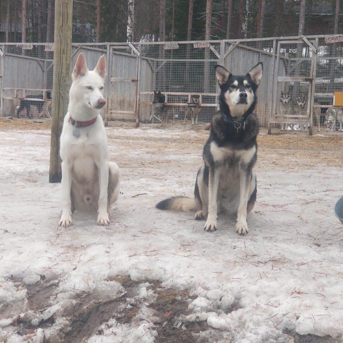 Nooa and Foxy looking over the dog yard