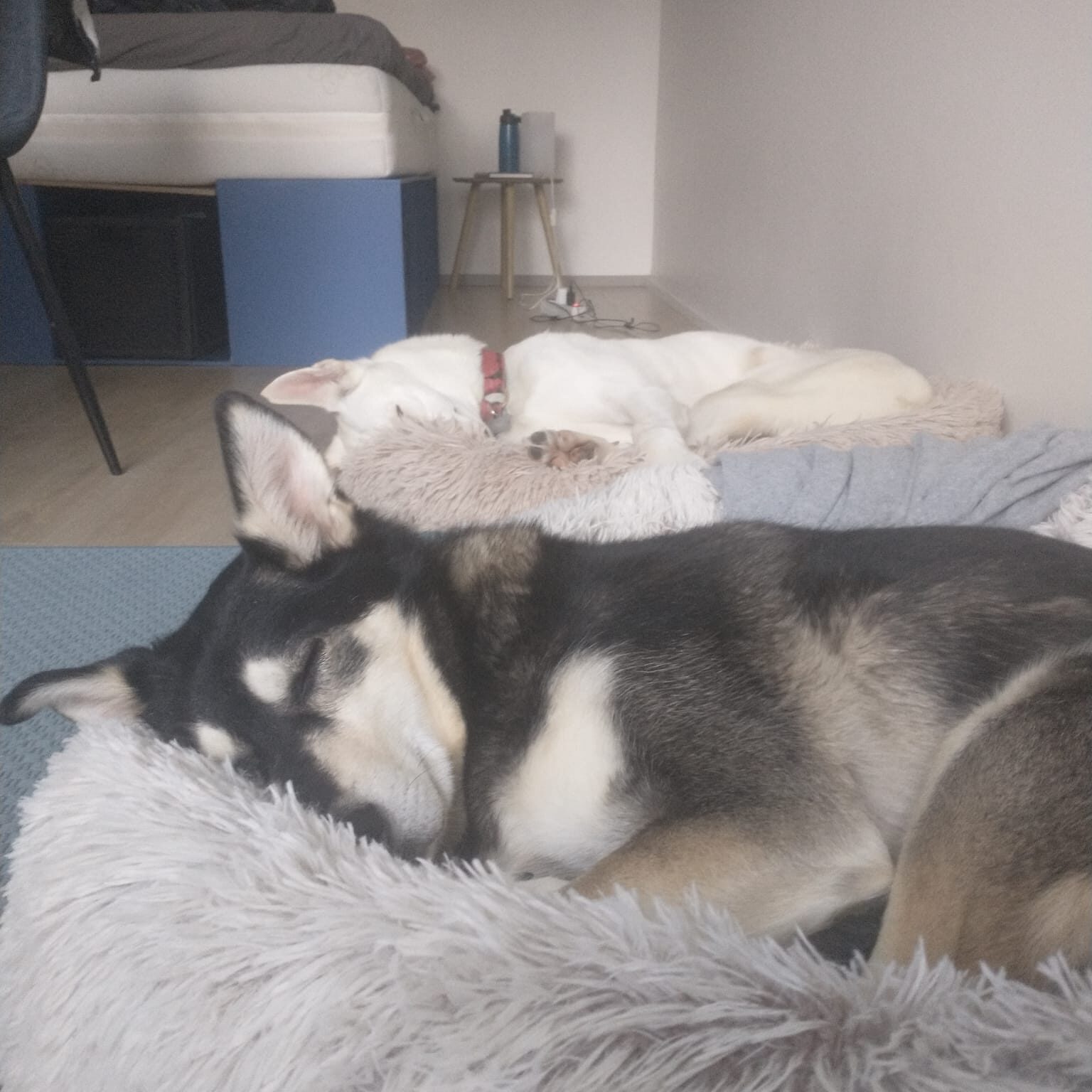 Foxy sleepind in her dog bed