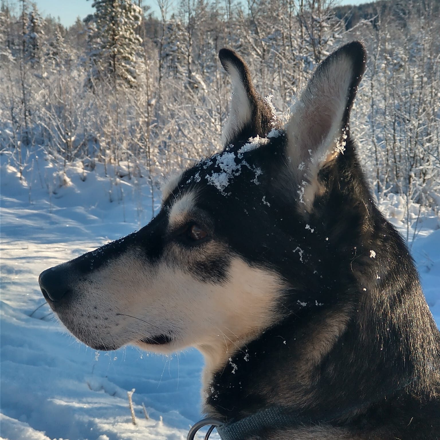 Foxy in the winter scenery