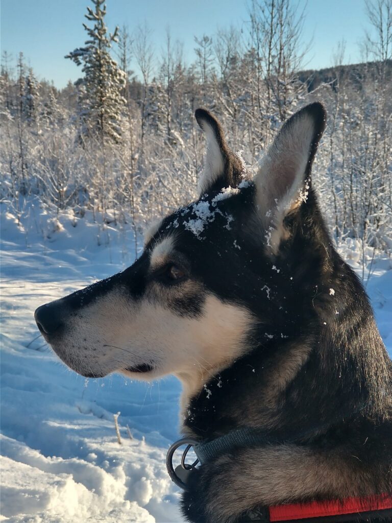 Foxy in the winter scenery