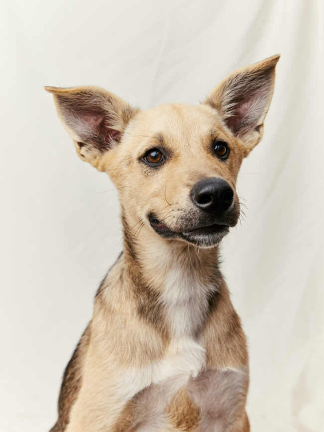 Puppy smiling into the camera