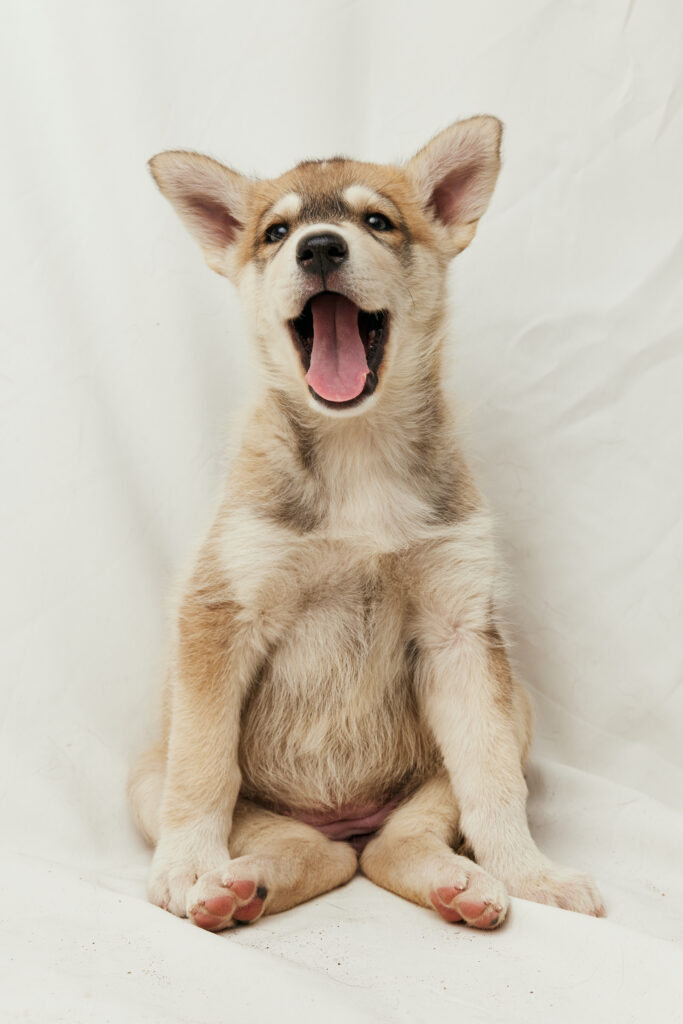 Puppy having a yawn
