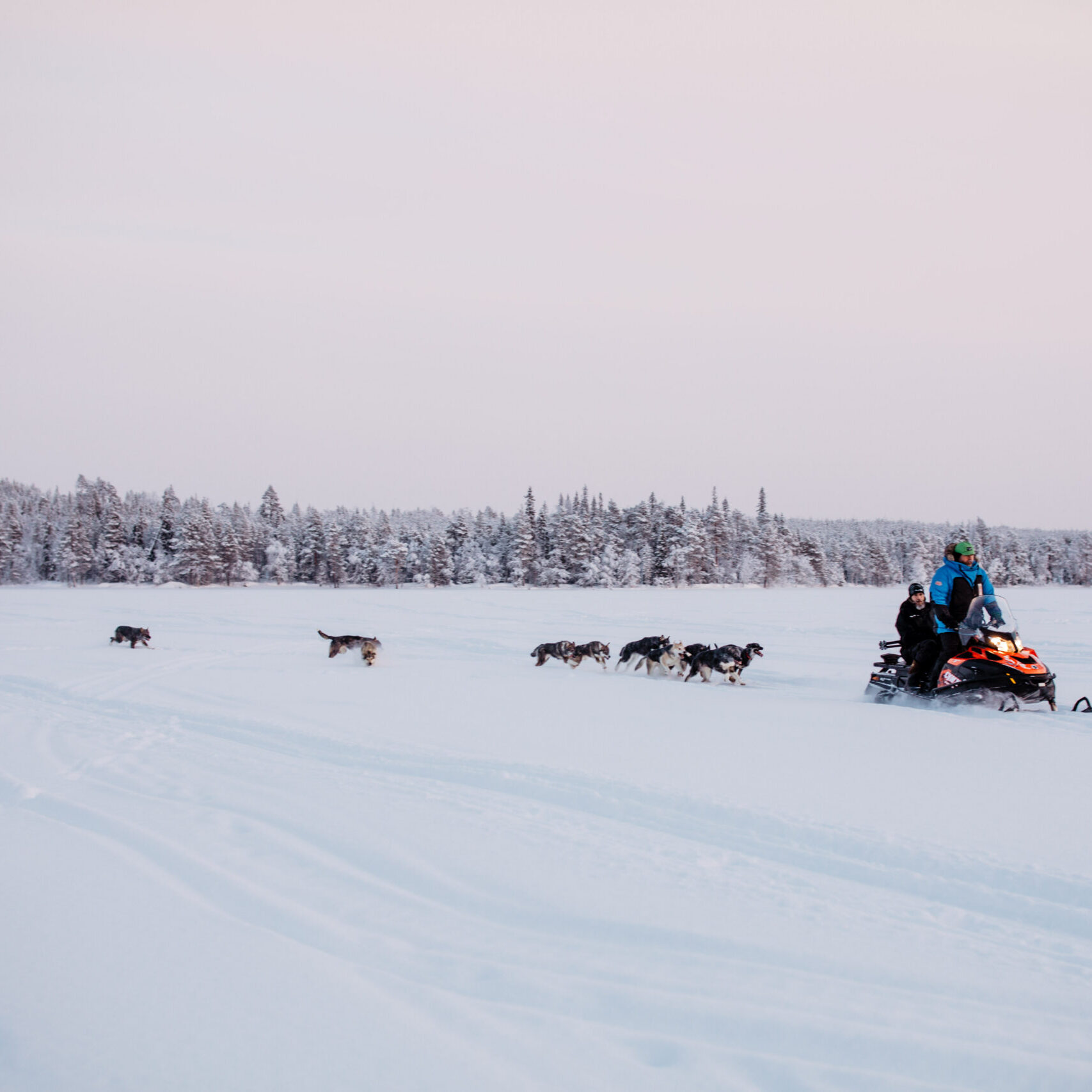 Puppies running next to a snowmobile