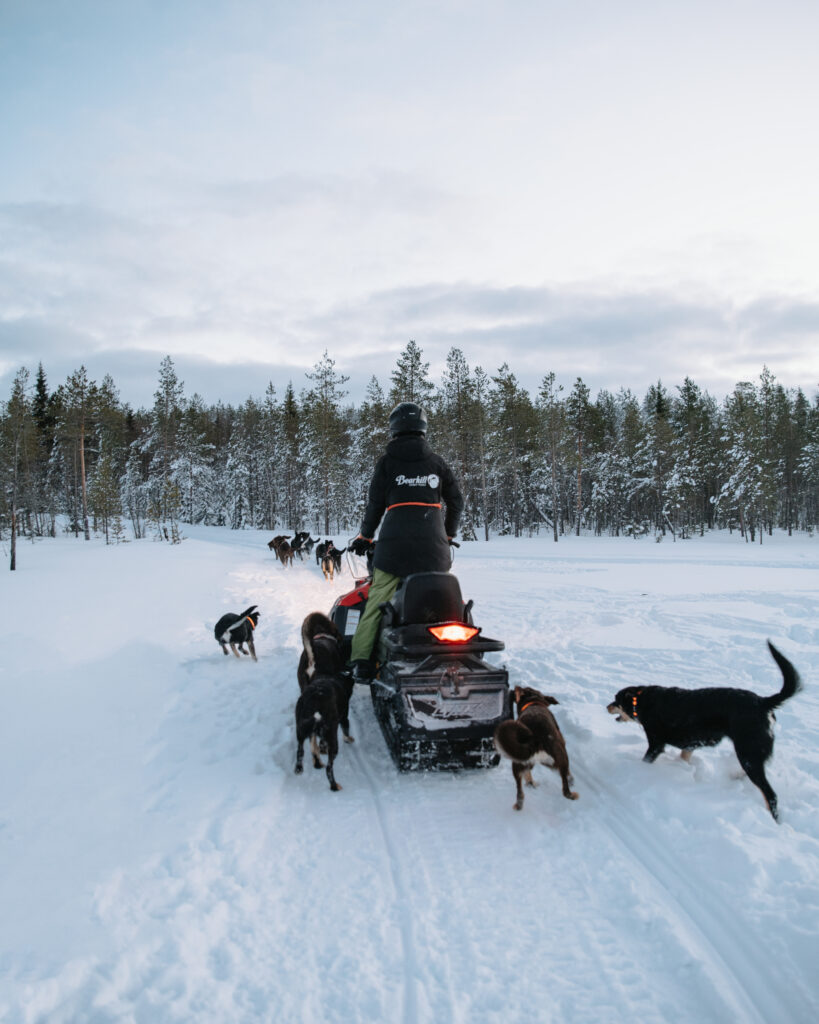 Puppies running next to a snowmobile