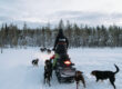 Puppies running next to a snowmobile