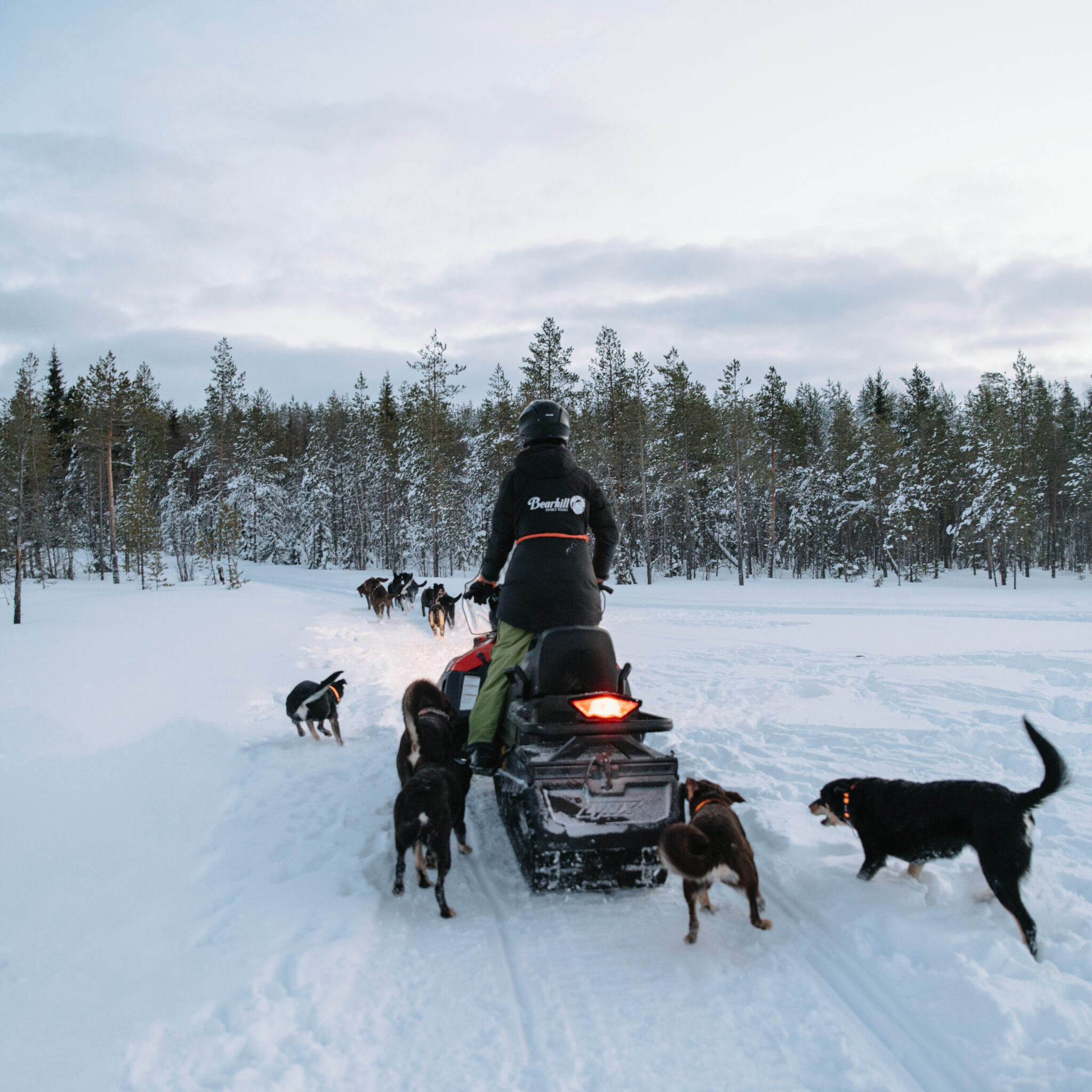 Puppies running next to a snowmobile